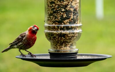 Set Up a Bird Feeder