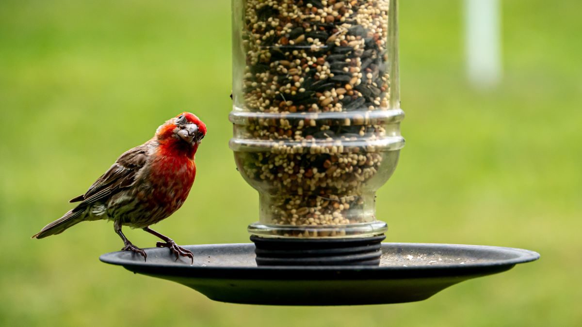 Appleberry Plumbing 3 Tip Sunday Self Care Bird Feeder