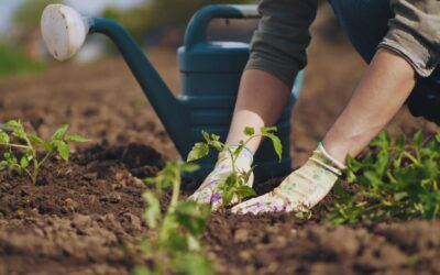 Practice No-Till Gardening